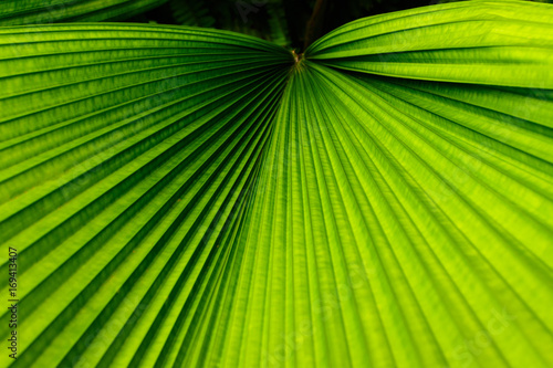 tropical green leaves texture background
