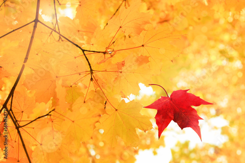 Single bright red dry maple leaf falling down from golden tree viewed upwards. Golden autumn time background. 