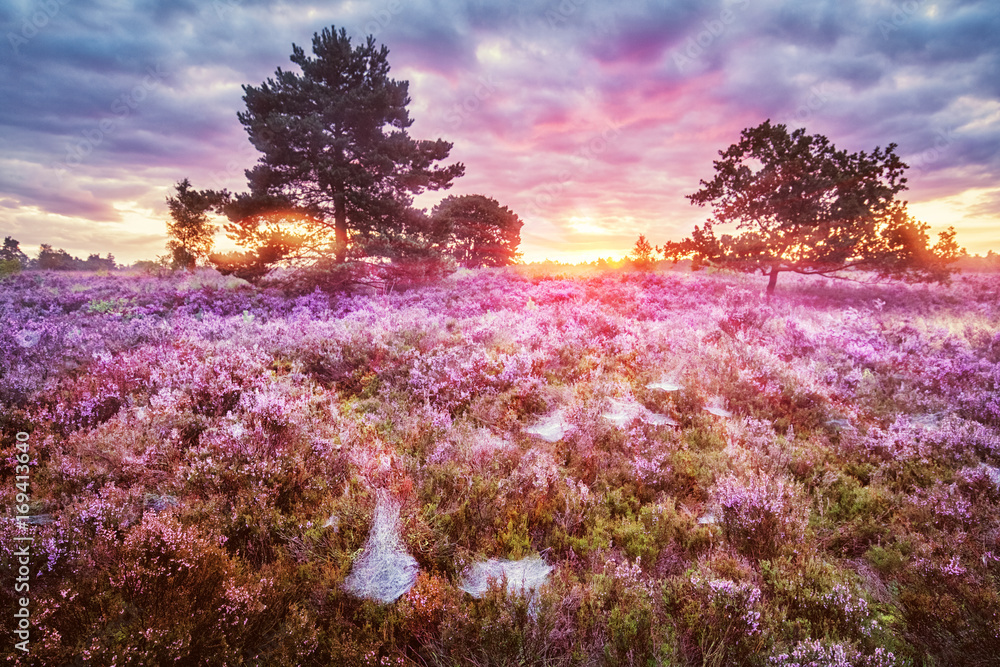 Obraz premium Lüneburg Heath, Sunrise, Germany