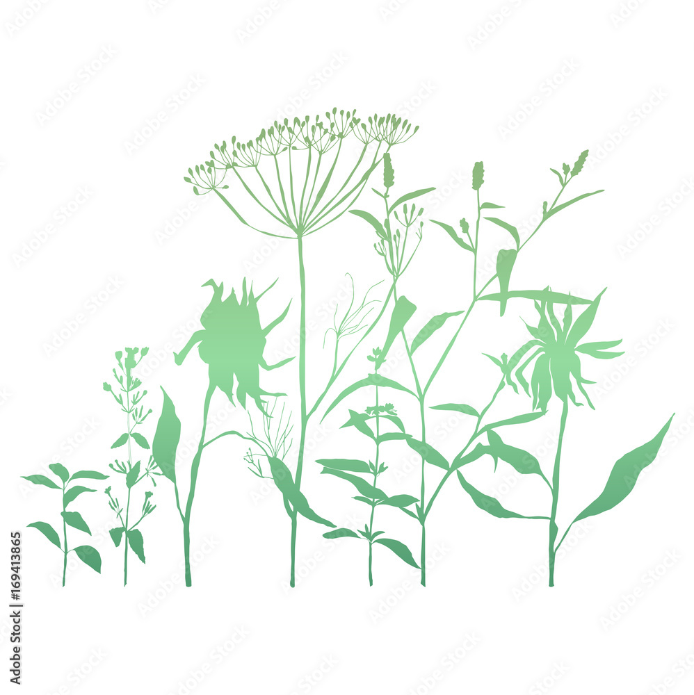 Naklejka premium Floral background with meadow grasses, herbs and flowers outlines. Hand drawn vector illustration of wild flowers, herbs and grasses.Thin delicate lines silhouettes of different plants.