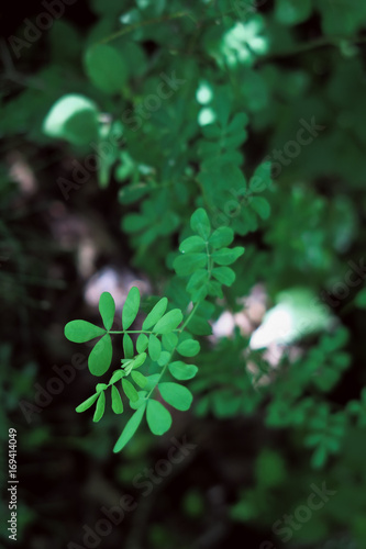 Montagne midi-pyrénées faune et flore ariège