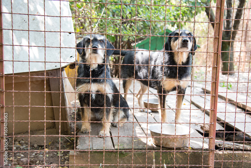 Dogs from dog's shelter living behind a iron fence
