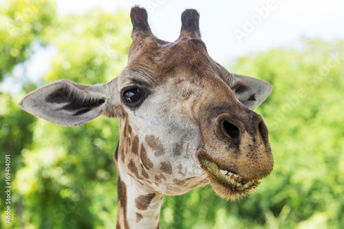 Giraffenkopf © thongsee