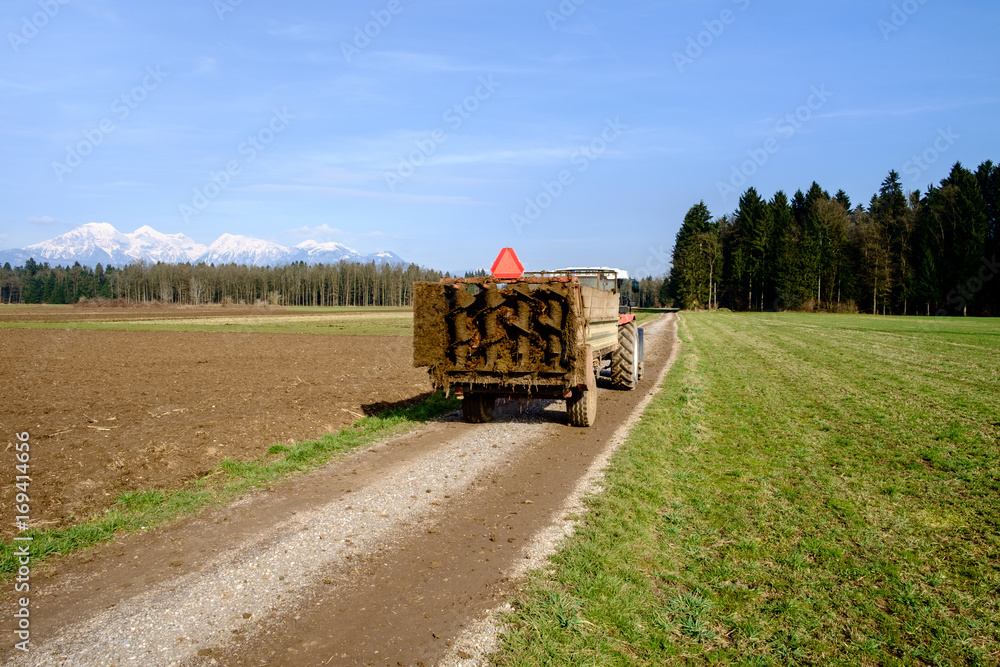 Fototapeta premium Tractor with fertilizing trailer and natural manure.