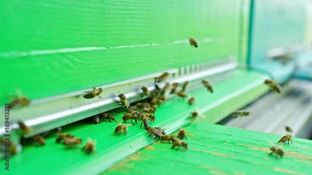 Tracking closeup shot of honey bees flying into green beehive in garden Tracking closeup shot of honey bees flying into green beehive in garden