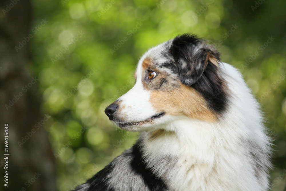 Australian Shepherd schaut über Schulter Australian Shepherd schaut über Schulter