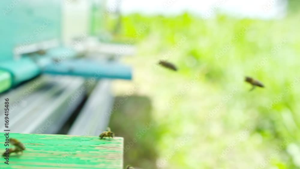 Tracking closeup shot of honey bees flying around green beehive at beautiful summer day Tracking closeup shot of honey bees flying around green beehive at beautiful summer day