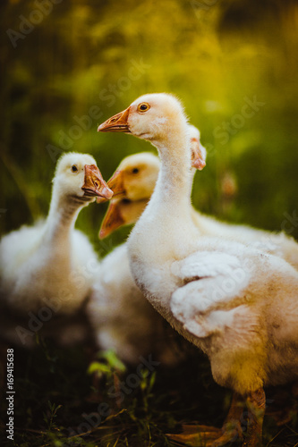 Five young goose together sit in the grass photo