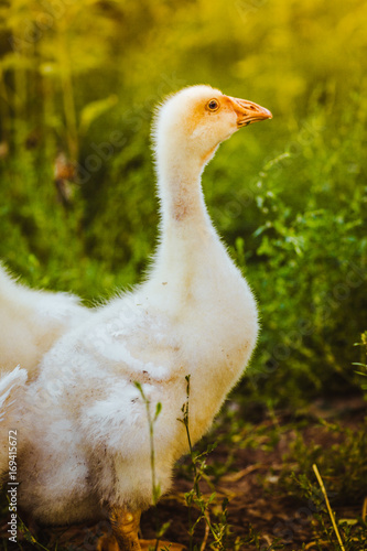 Five young goose together sit in the grass photo