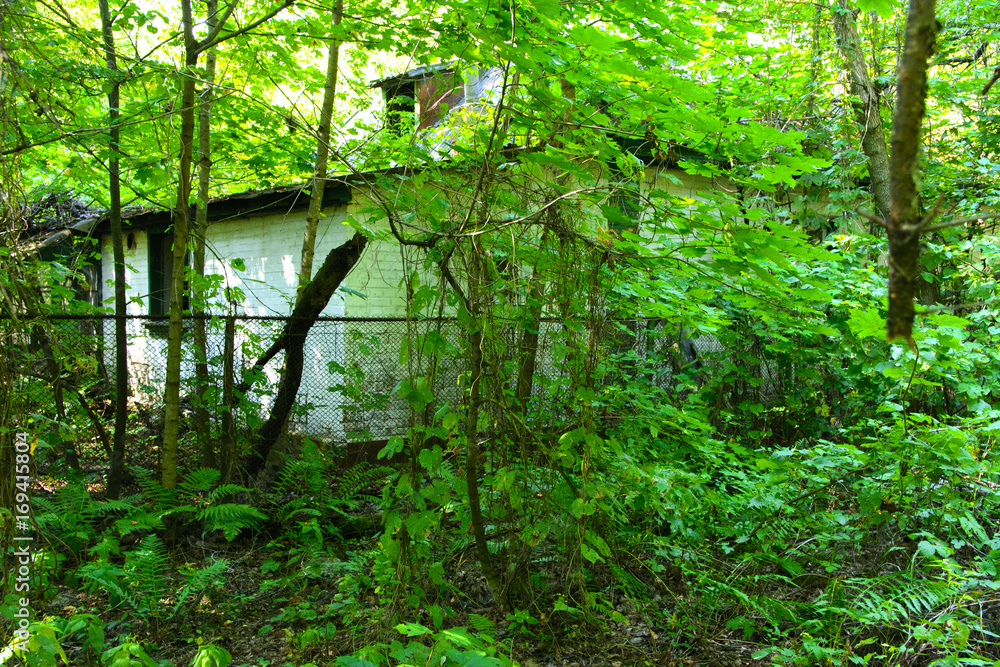 Obraz premium Destroyed houses in which people lived in a dead radioactive zone. Consequences of the Chernobyl nuclear disaster and vandalism, August 2017.