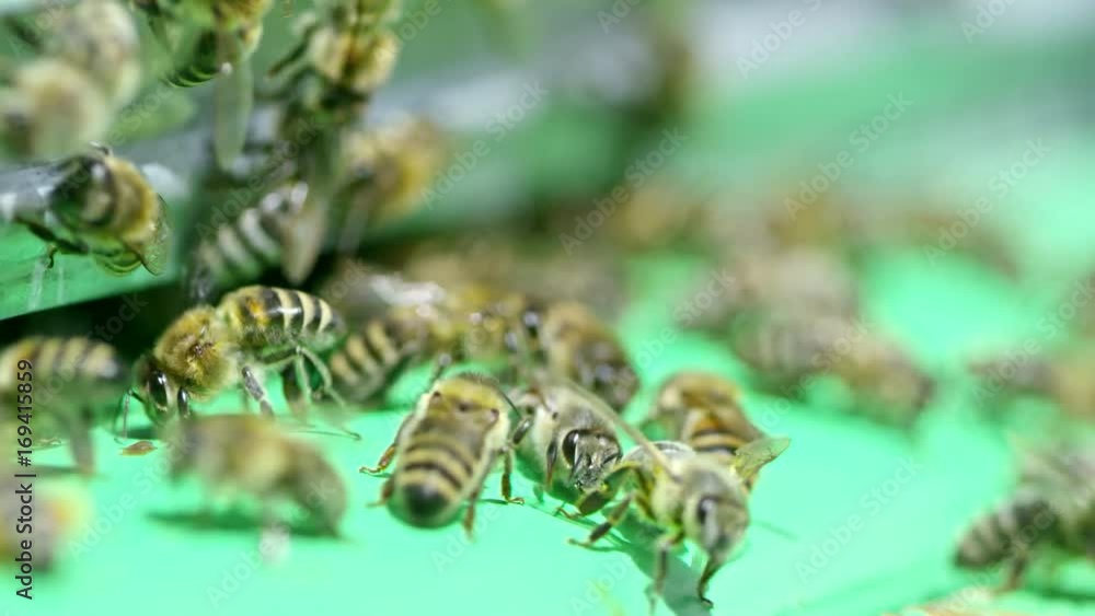 Tracking macro shot of large group of honey bees at entrance of green beehive Tracking macro shot of large group of honey bees at entrance of green beehive