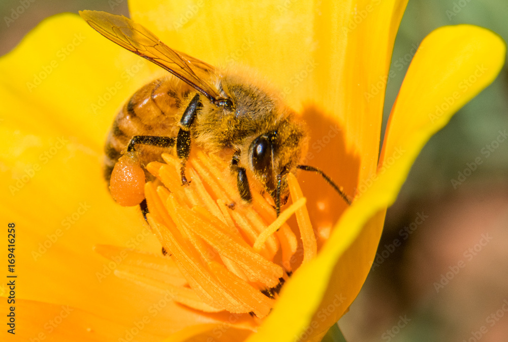 Honey Bee Hard At Work and Spreading Pollen Honey Bee Hard At Work and Spreading Pollen