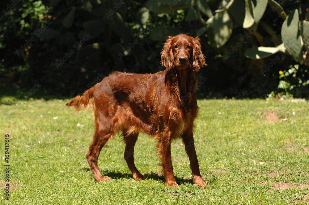 Irish Red Setter Irish Red Setter