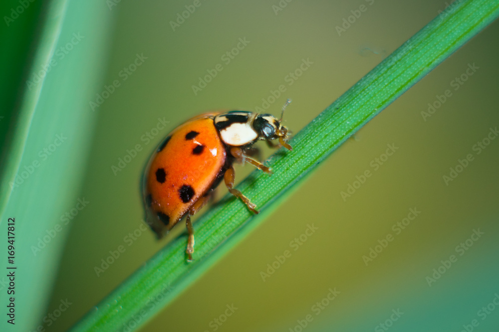 Ladybug on green grass macro close up with defocused background