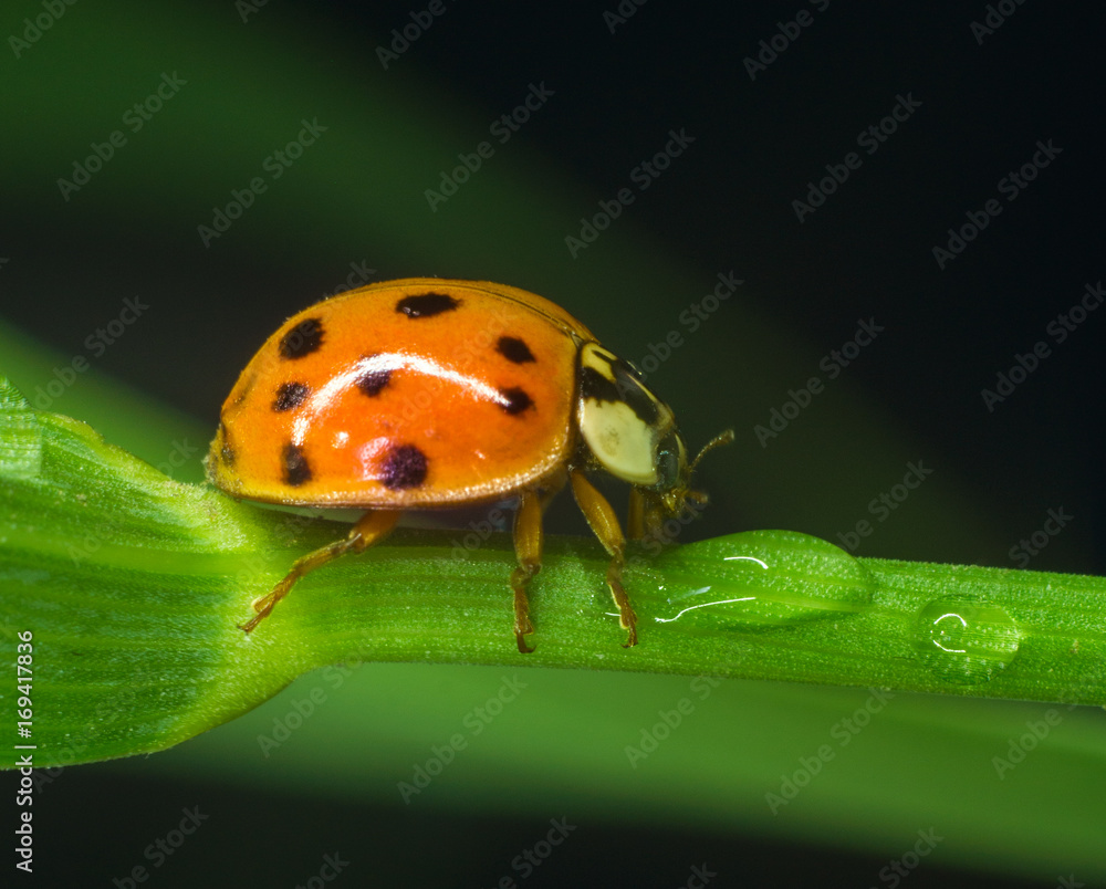 Fototapeta premium Ladybug on green grass macro close up with defocused background
