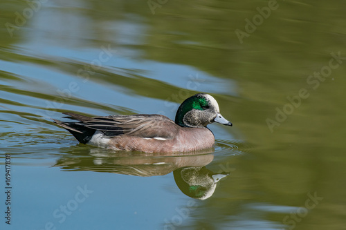 American Wigeon and Reflection on a Swim photo