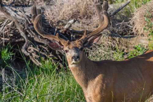 Large Mule Deer Buck  with Velvet Antlers