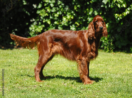 Bild auf Leinwand Irish Red Setter