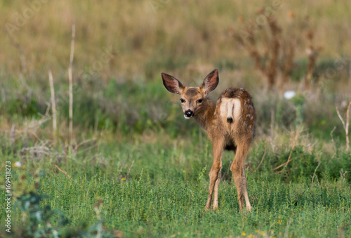 Fototapeta Naklejka Na Ścianę i Meble -  Mule Deer Fawn in a Meadow