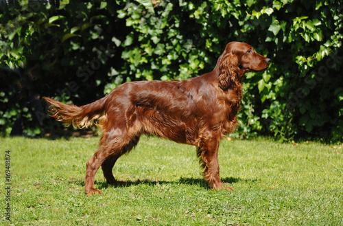 Tablou pe pânză Irish Red Setter
