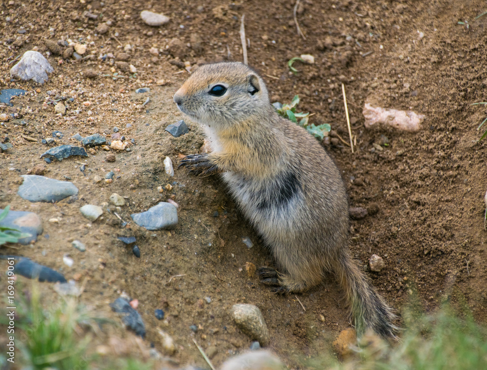 Naklejka premium A Cute Black-tailed Prairie Dog Baby