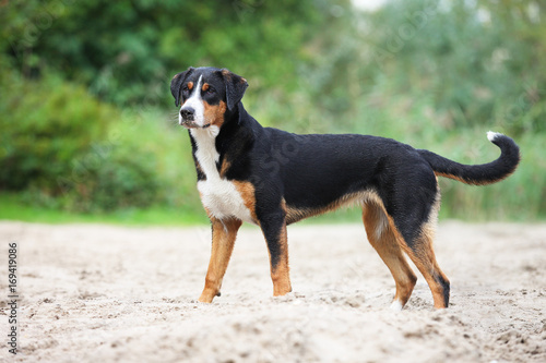 Appenzeller Sennenhund im Sand