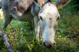 Free domestic donkey eating grass in the forest