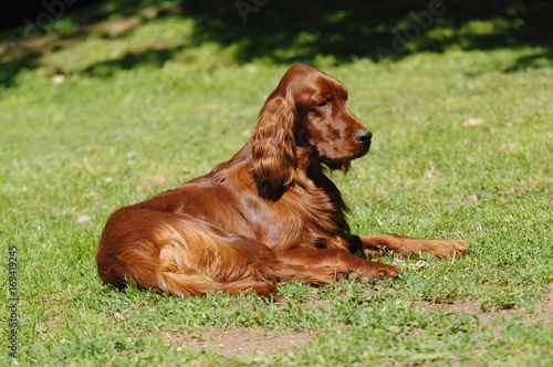 Irish Red Setter