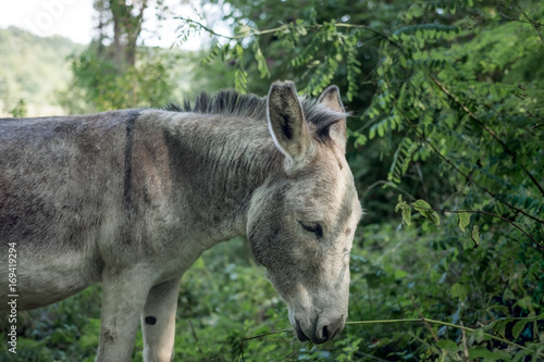Domestic donkey free in the forest