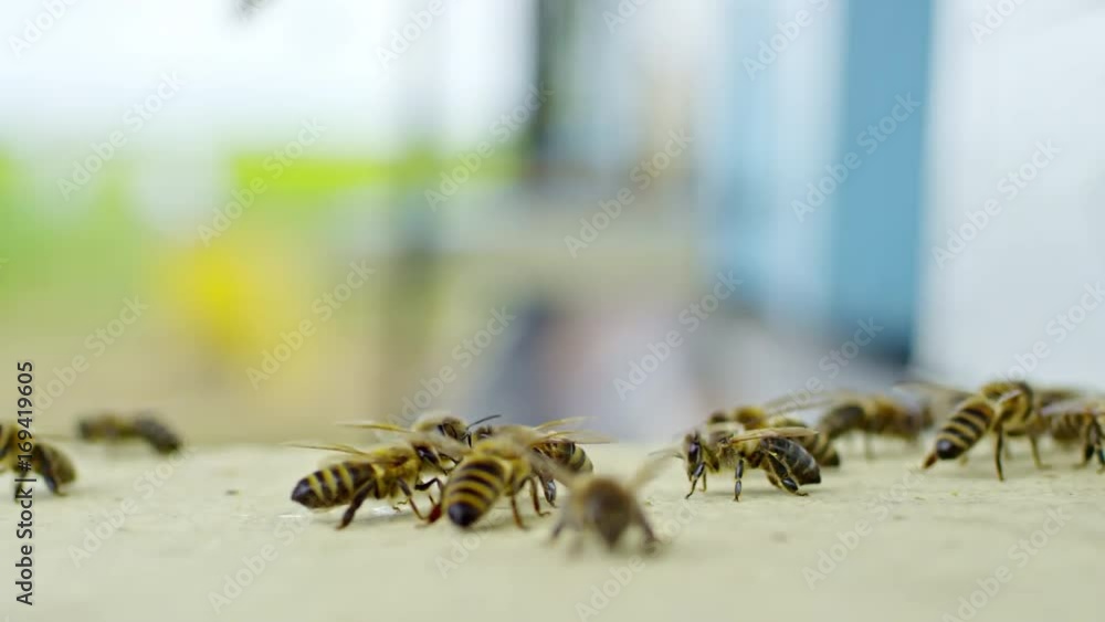 Macro shot of lots of honey bees on wooden surface of beehive; focus on insects Macro shot of lots of honey bees on wooden surface of beehive; focus on insects