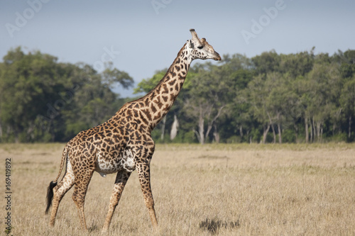 Fototapeta Naklejka Na Ścianę i Meble -  Masai Giraffe