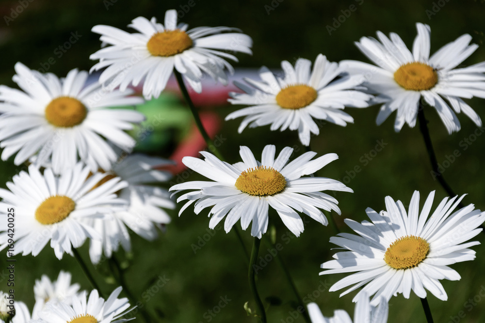 Fototapeta premium Chamomile flowers in summer, background