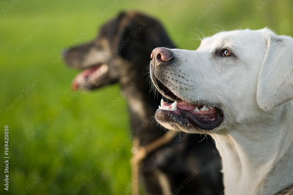 Zwei junge labrador retriever Hunde Welpen auf einer grünen wiese - portrait Zwei junge labrador retriever Hunde Welpen auf einer grünen wiese - portrait