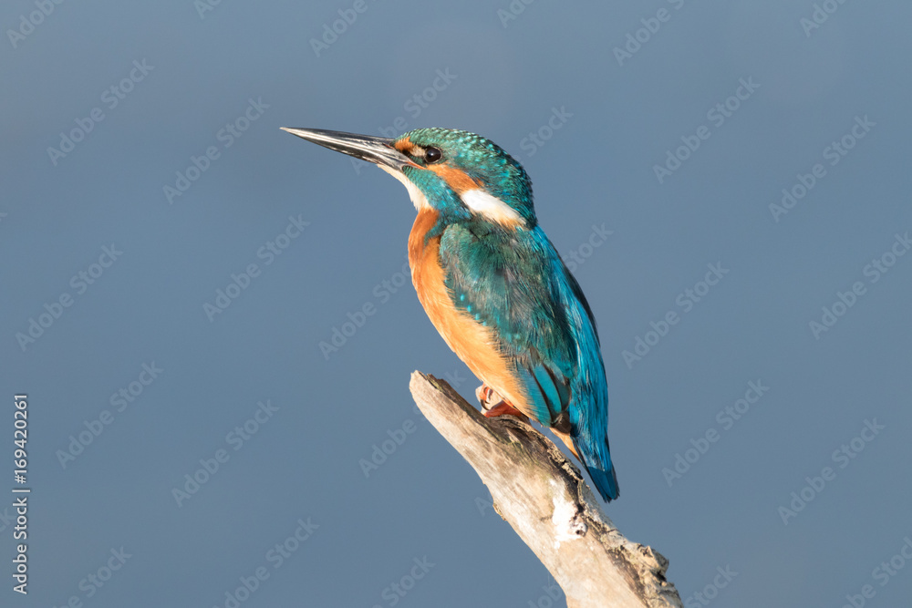 Fototapeta premium Zimorodek