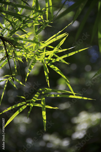 bamboo leaves