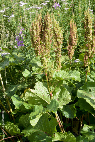 Rhubarbe Sauvage, Rheum rhaponticum photo