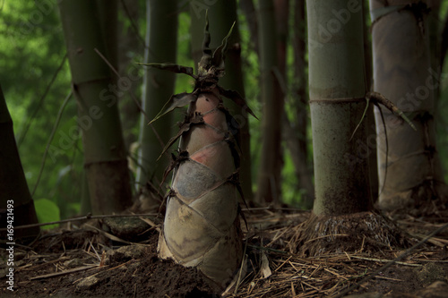 bamboo shoot