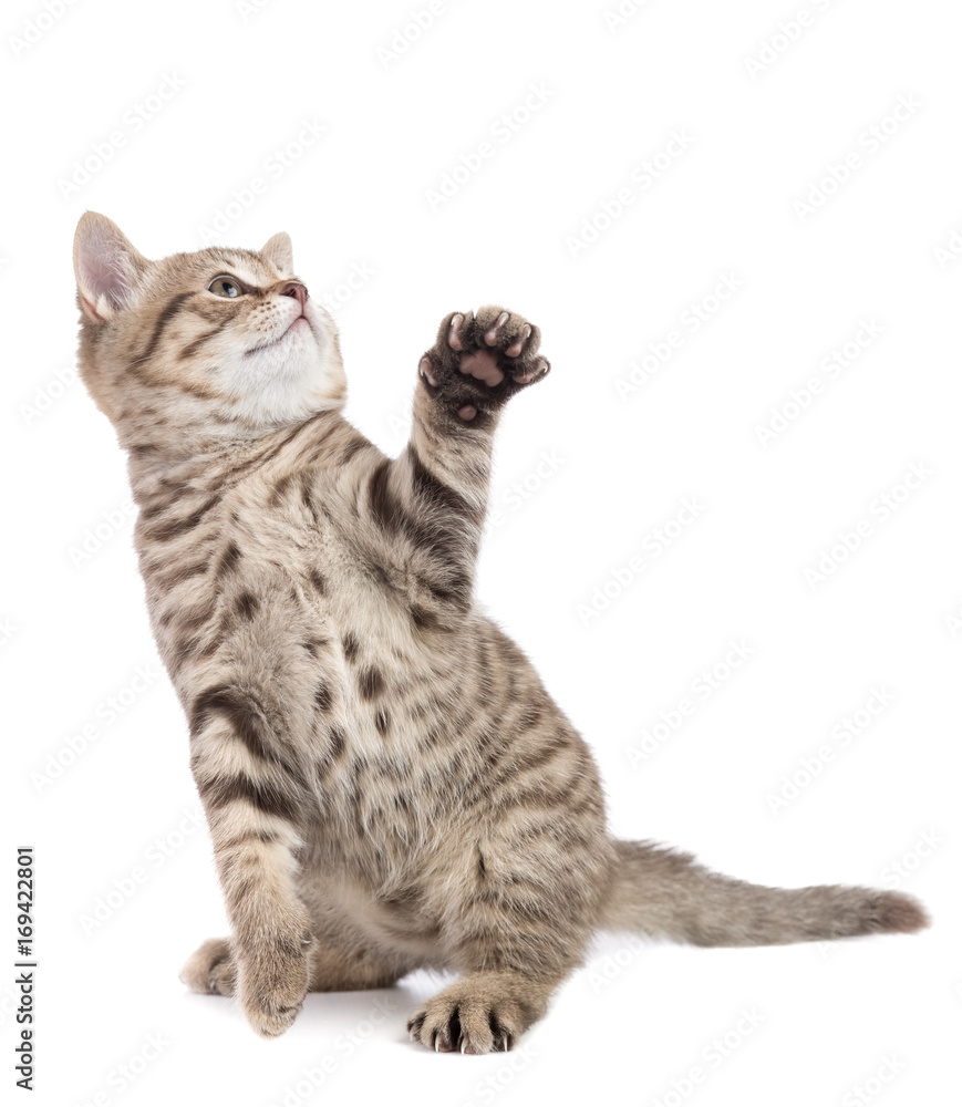 kitten cat sitting with raised paw looking up isolated