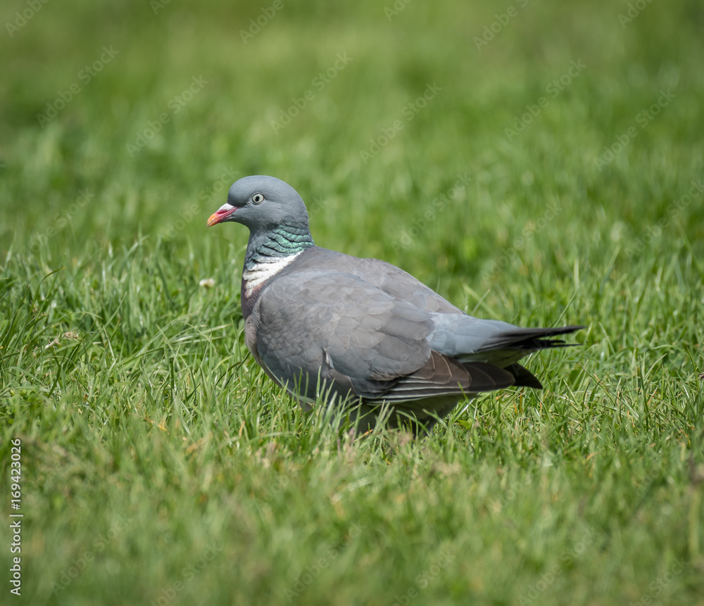 A ring dove sitting in the grass A ring dove sitting in the grass