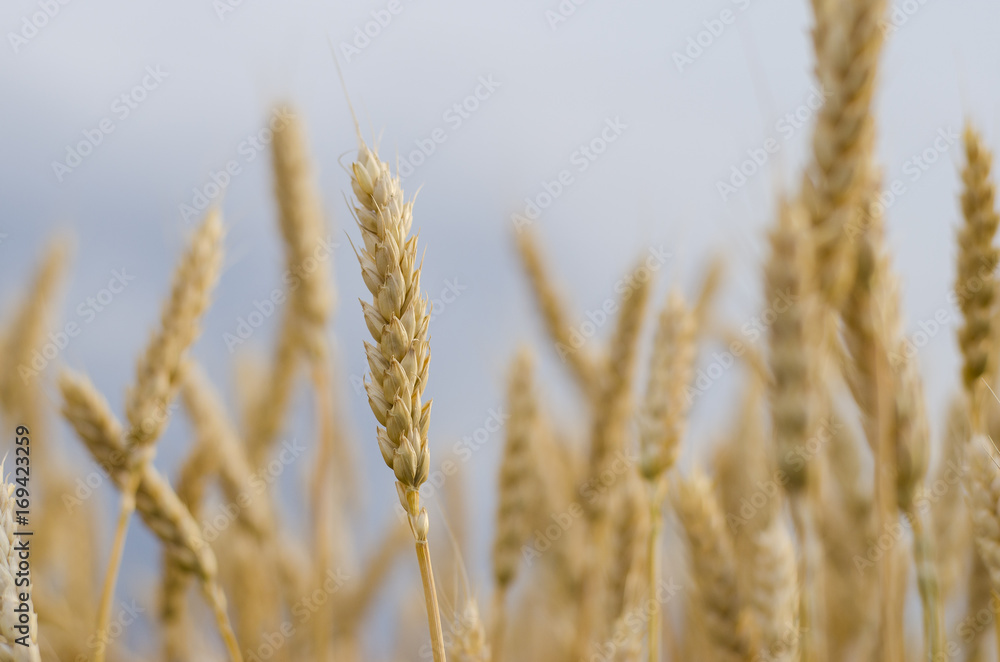 Fototapeta premium ears of wheat on the field