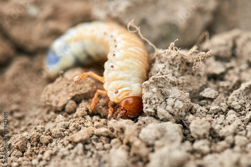 The larvae of the May beetle
Common Cockchafer or May Bug (Melolontha melolontha), larva