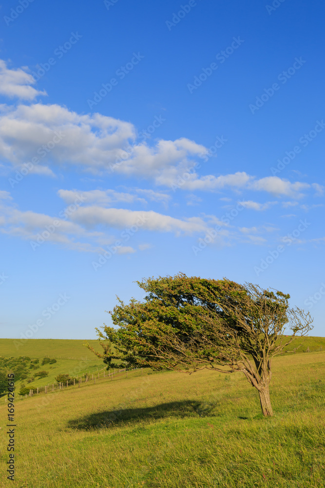 Windswept Tree