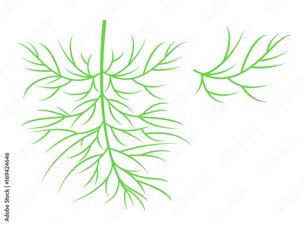 Fototapeta premium Dill silhouette. Isolated dill on white background