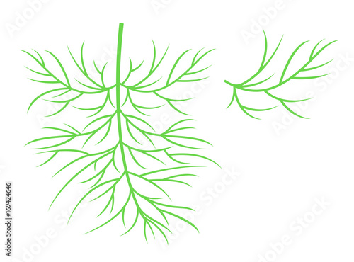 Dill silhouette. Isolated dill on white background