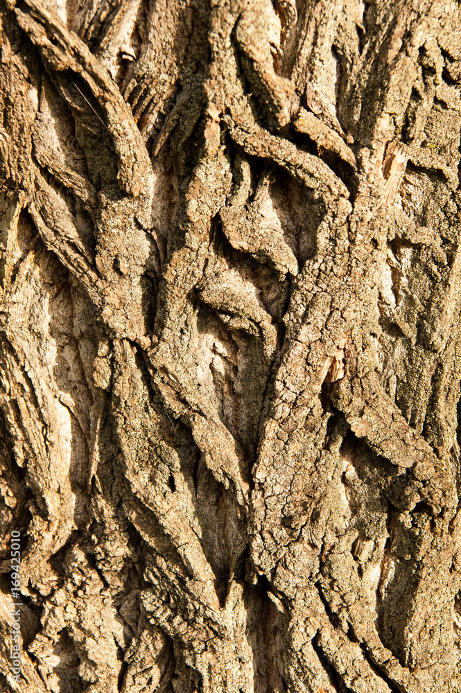 Obraz premium Bark of a poplar tree