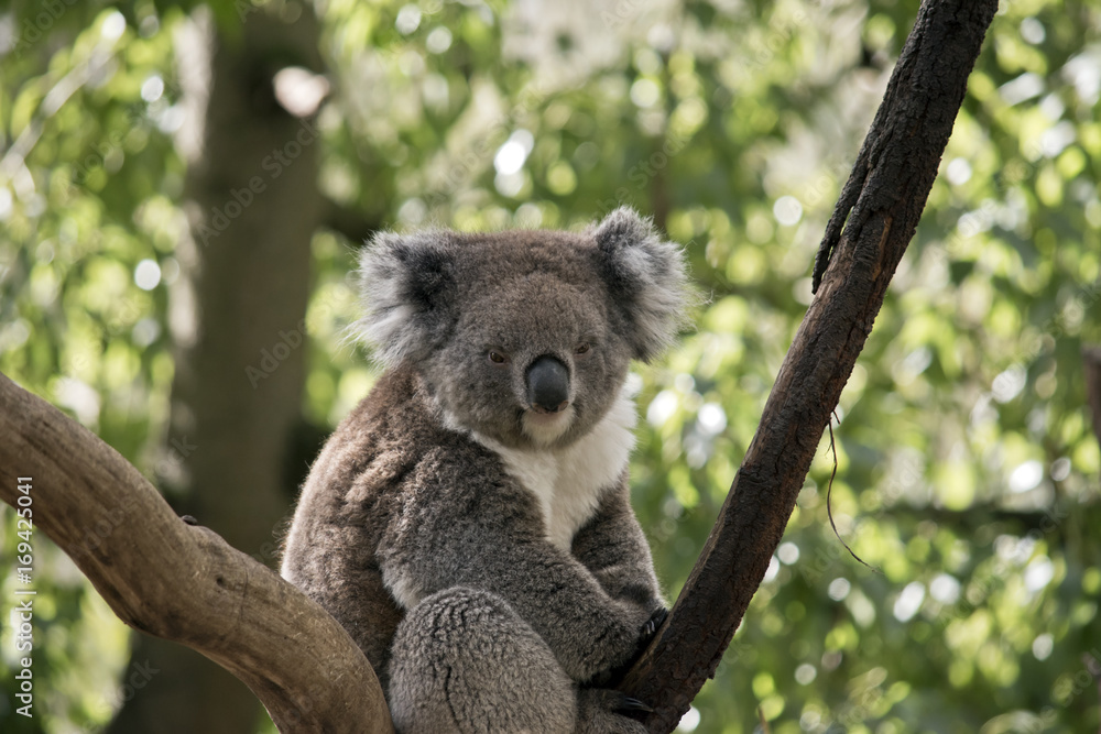 Fototapeta premium koala