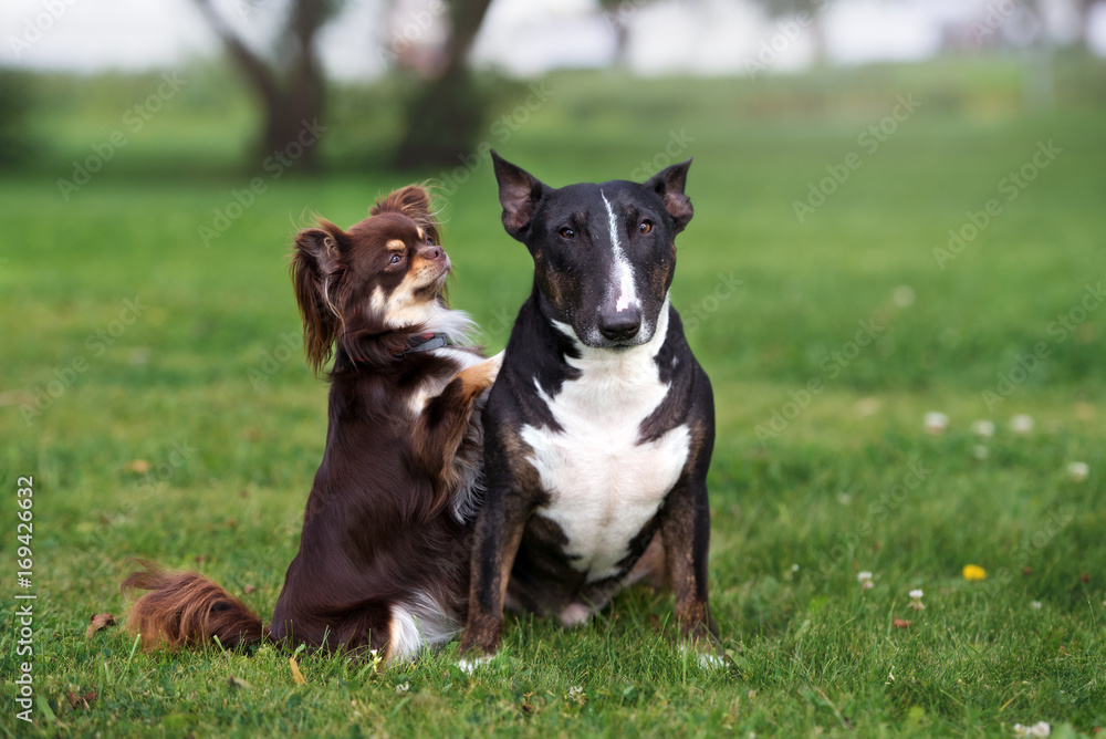two adorable dogs posing together on grass two adorable dogs posing together on grass