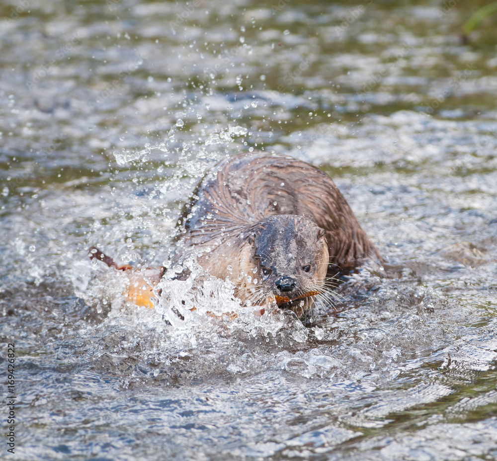 Fototapeta premium River otters in Yellowstone