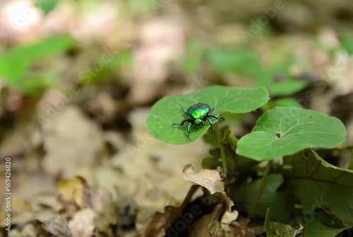 green beetle on the leaf © tarasylo