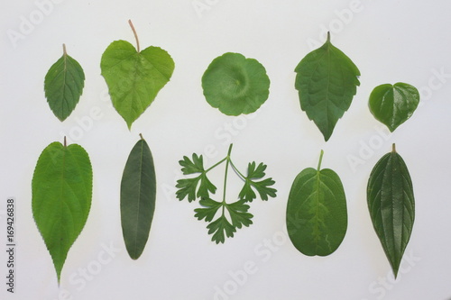 Leaves on a white background.